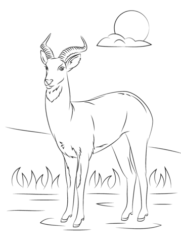 Uganda Kob Coloring Page